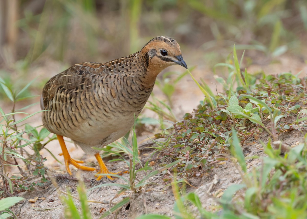 asiablåvaktel - ML646784081