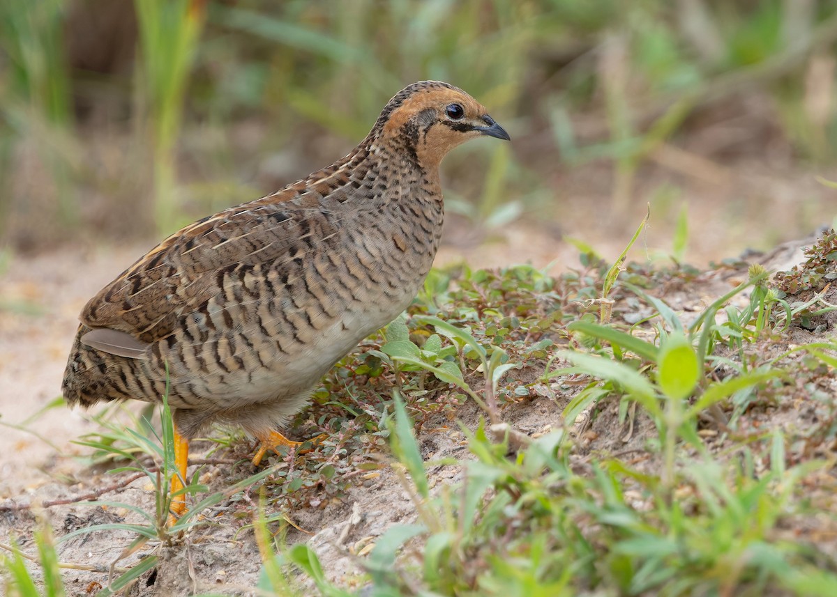 asiablåvaktel - ML646784083