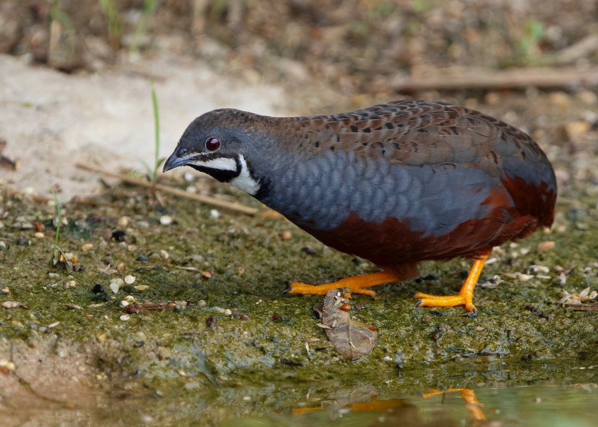 asiablåvaktel - ML646784085