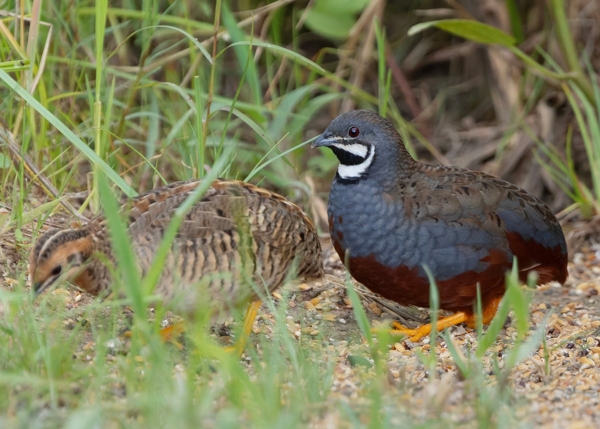 asiablåvaktel - ML646784086