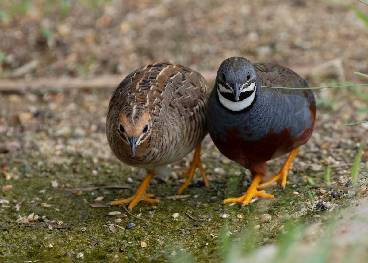 asiablåvaktel - ML646784087