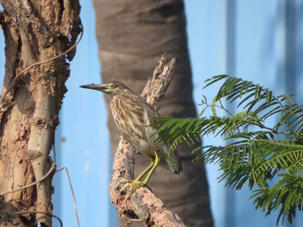 Indian Pond-Heron - ML646784088