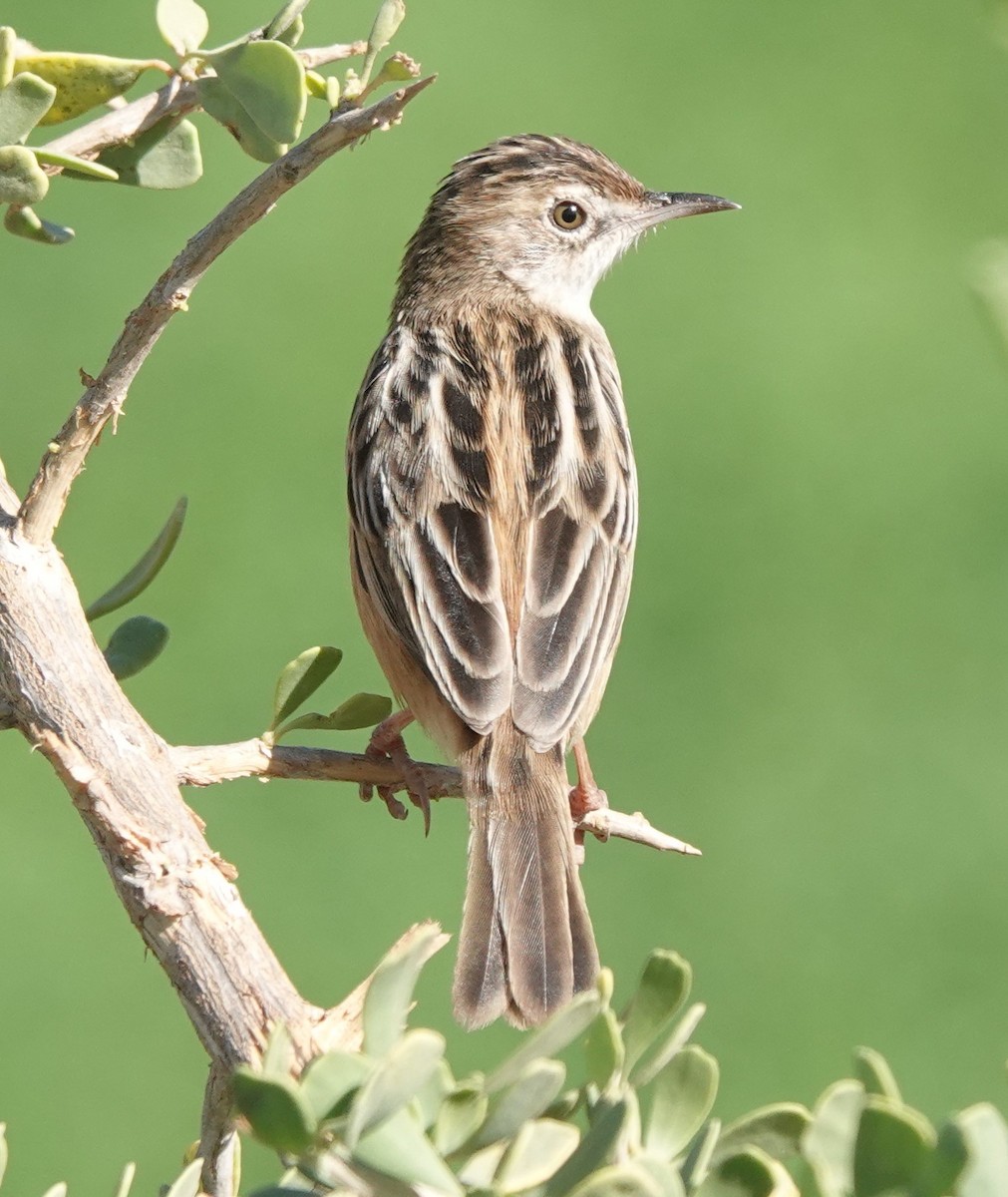 Таміка віялохвоста - ML646784089