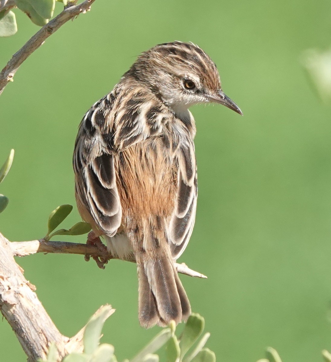 Таміка віялохвоста - ML646784090