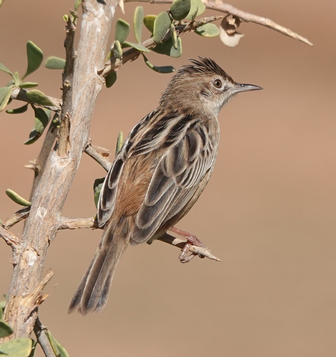 Таміка віялохвоста - ML646784091