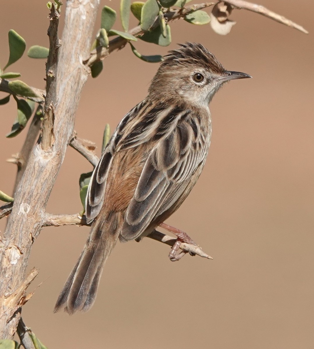 Таміка віялохвоста - ML646784092