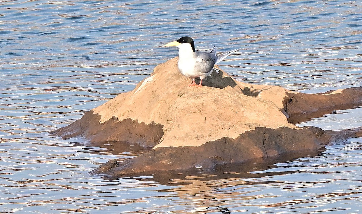 Charrán Indio - ML646784095