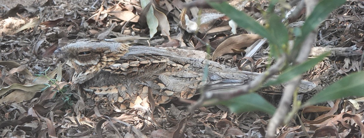 Дрімлюга іспанський - ML646784096