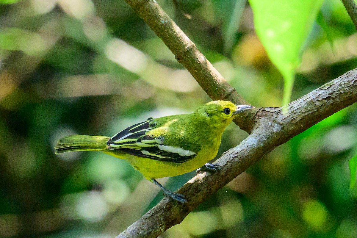 Petit Iora - ML646784099