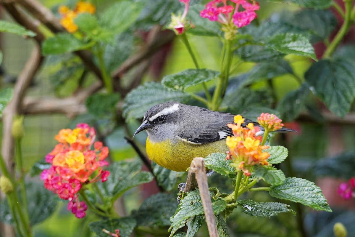 Bananaquit - ML646784101