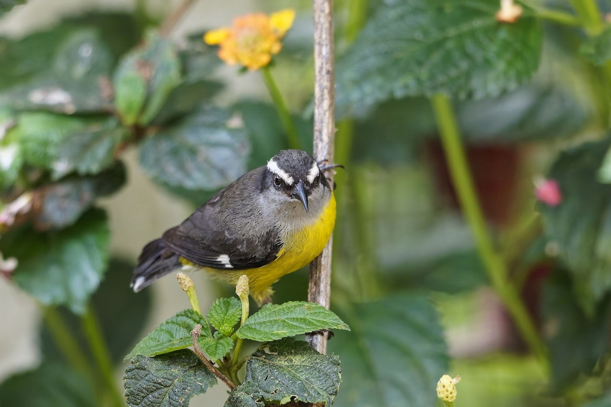 Bananaquit - ML646784102