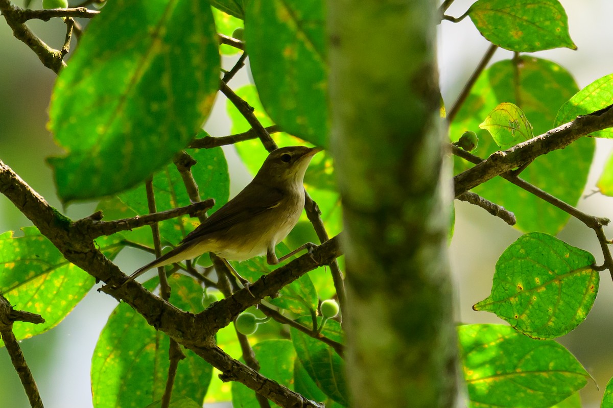 Rousserolle des buissons - ML646784105