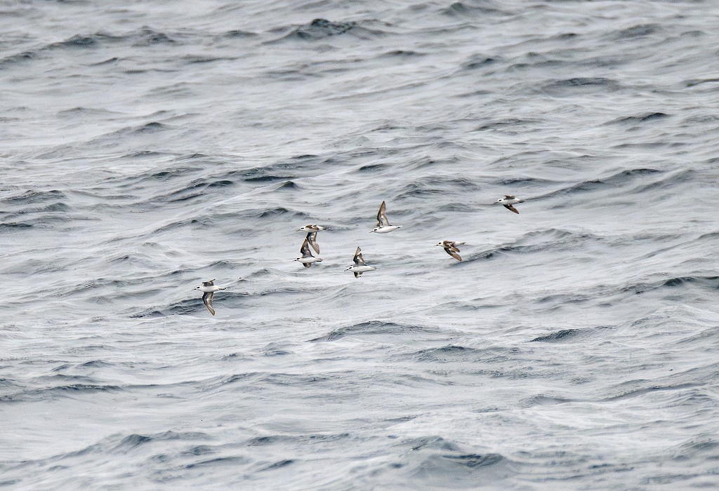 紅領瓣足鷸 - ML646784111