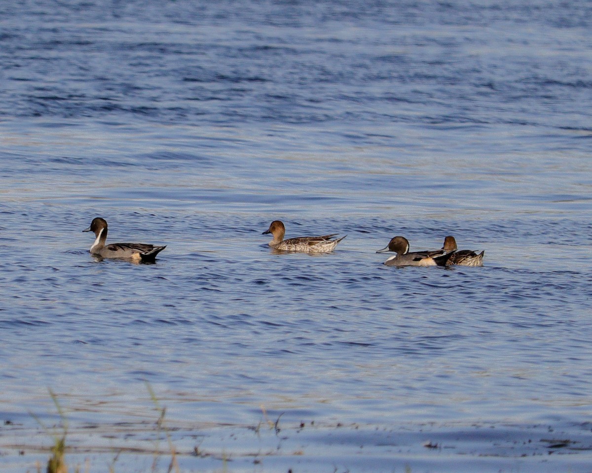 Northern Pintail - ML646784112
