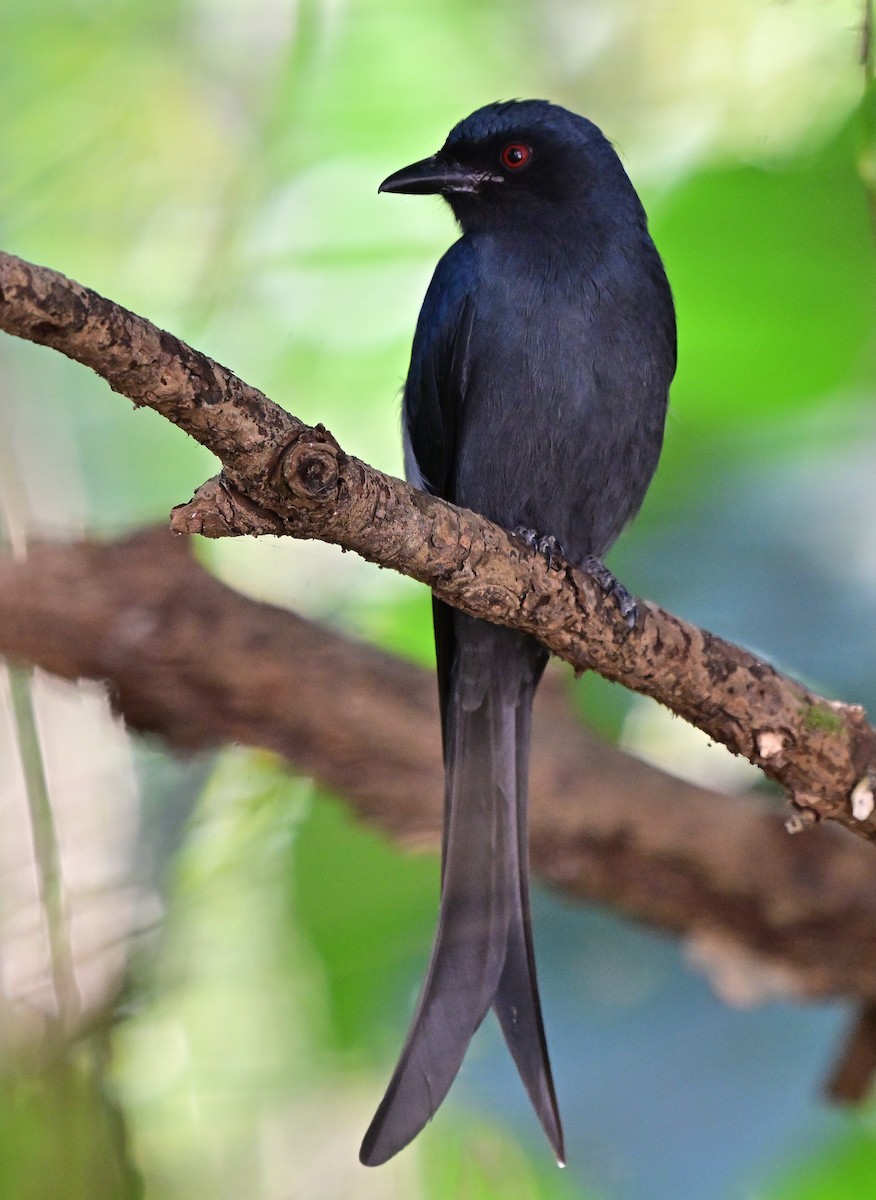 Drongo Cenizo - ML646784114
