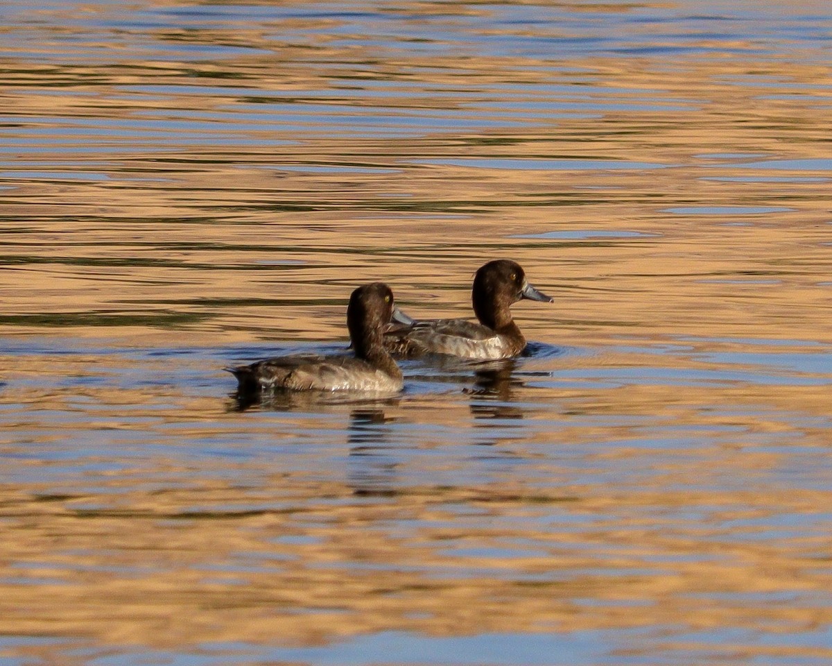 Tufted Duck - ML646784115