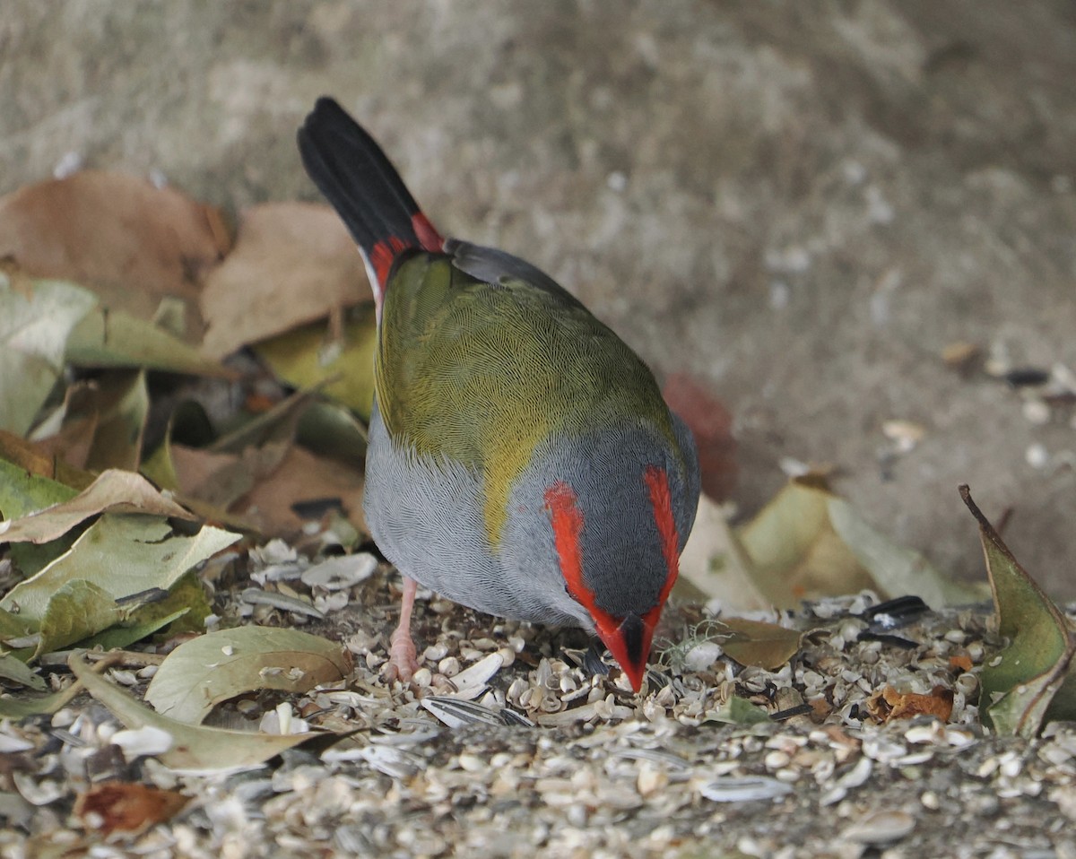 Red-browed Firetail - ML646784116
