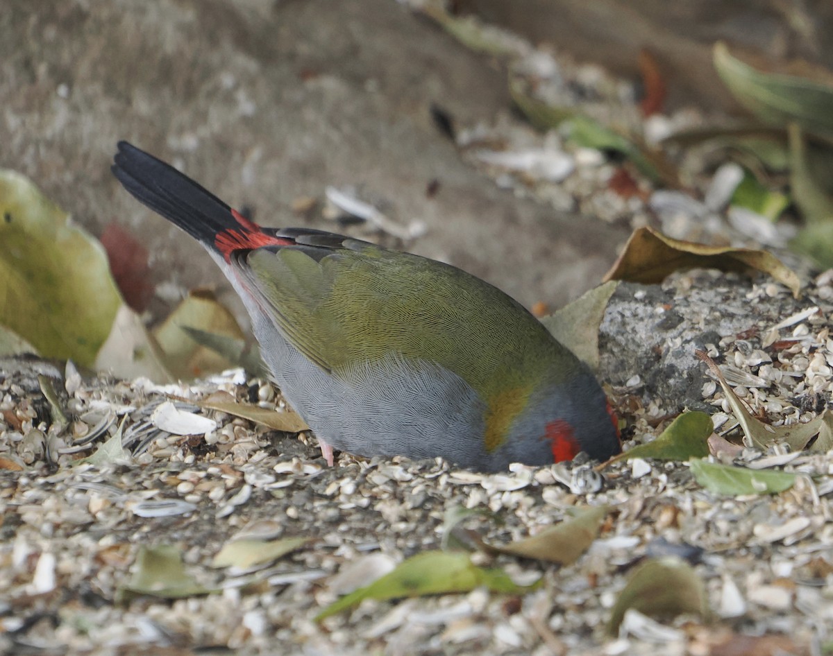 Red-browed Firetail - ML646784117