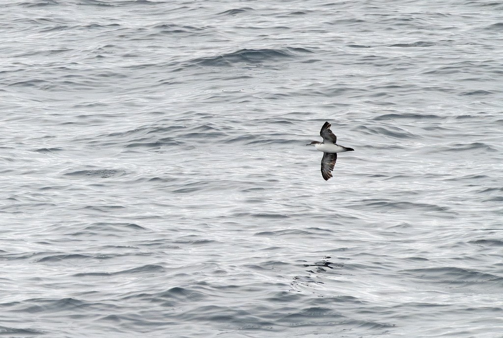 Galapagos Shearwater - ML646784118