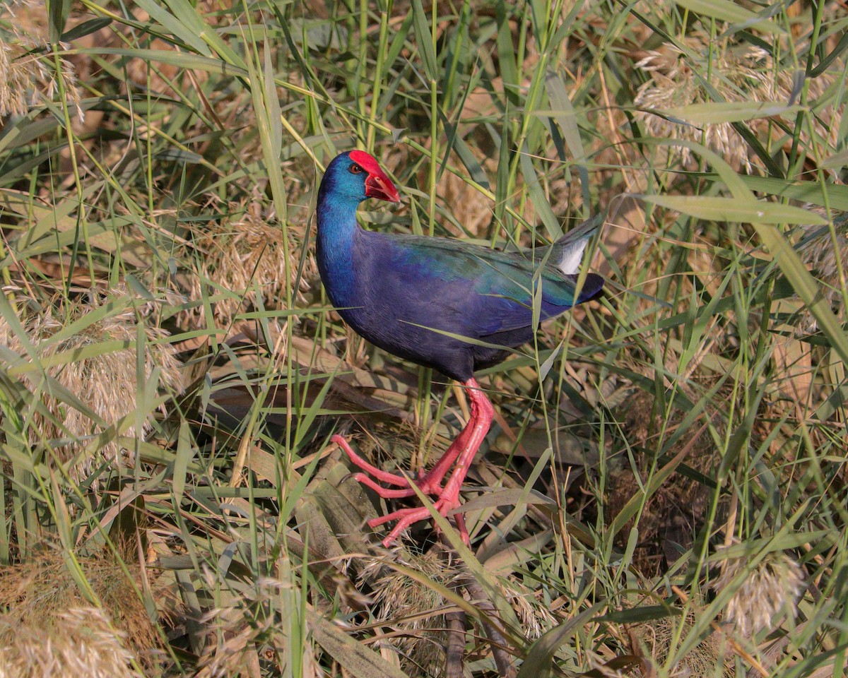 African Swamphen - ML646784121