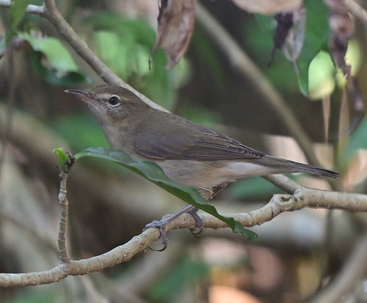 Carricero de Blyth - ML646784122