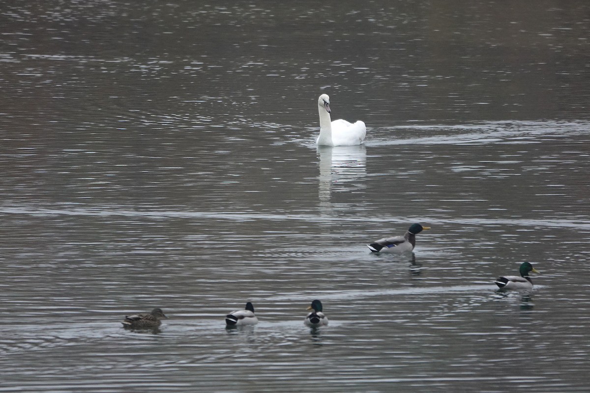 Cigno reale - ML646784123