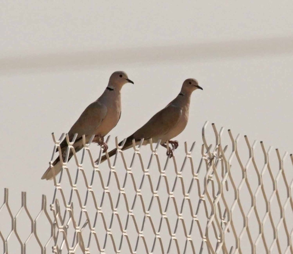 Сахельская горлица - ML646784124