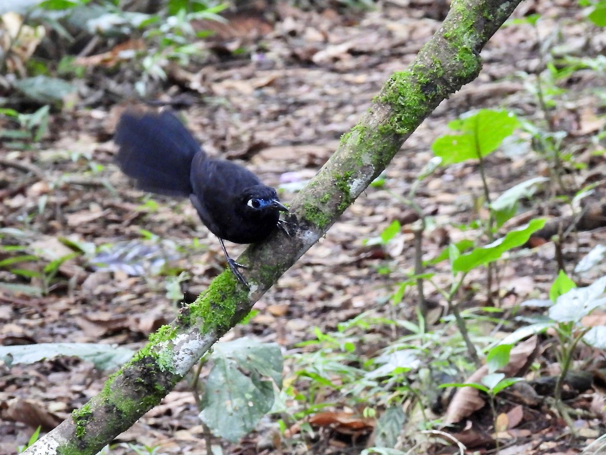 Blue-lored Antbird - ML646784125