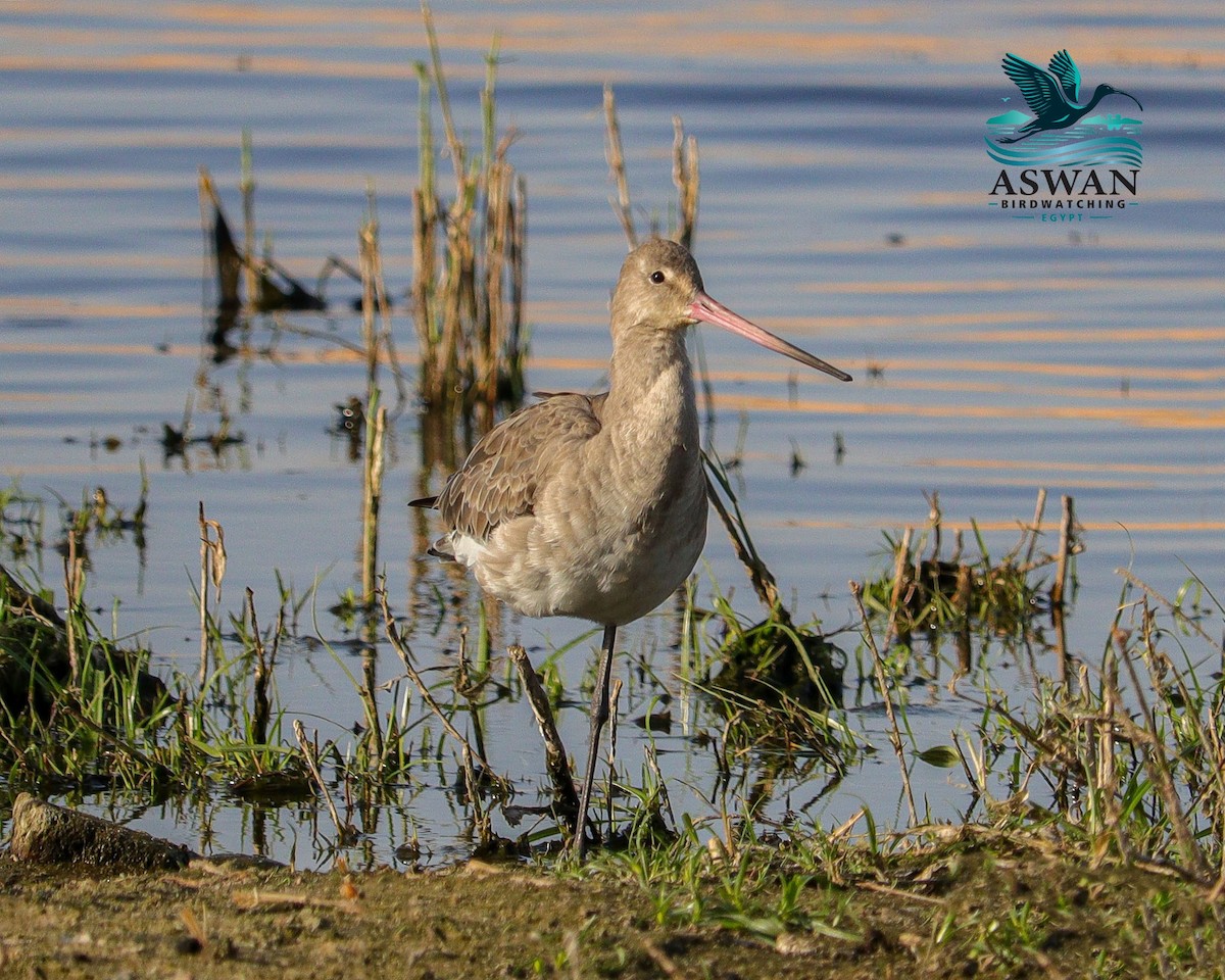 Black-tailed Godwit - ML646784126