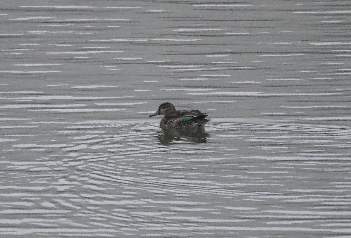 Alzavola - ML646784127