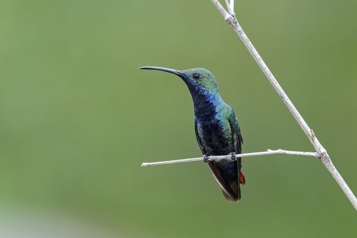 kolibřík tropický - ML646784128