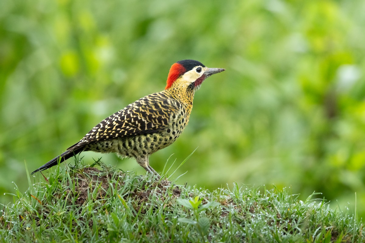 Green-barred Woodpecker - ML646784129