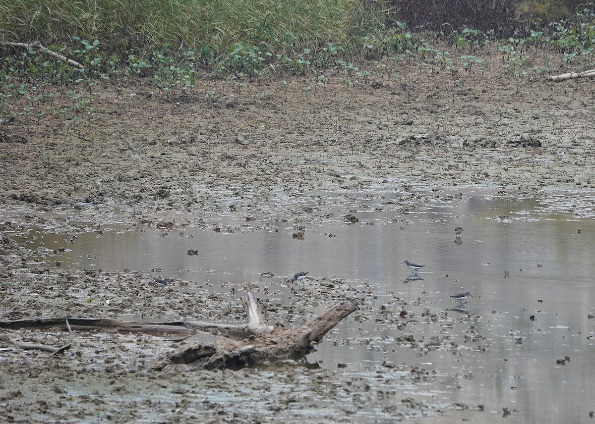 Piro piro culbianco - ML646784130