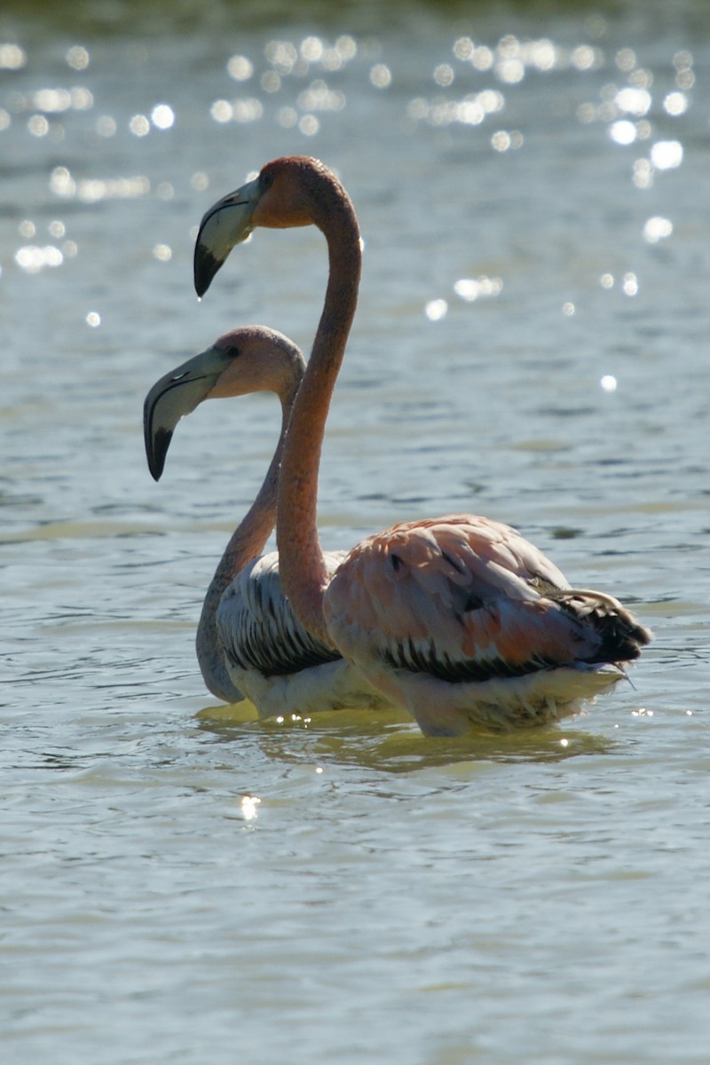 American Flamingo - ML646784131