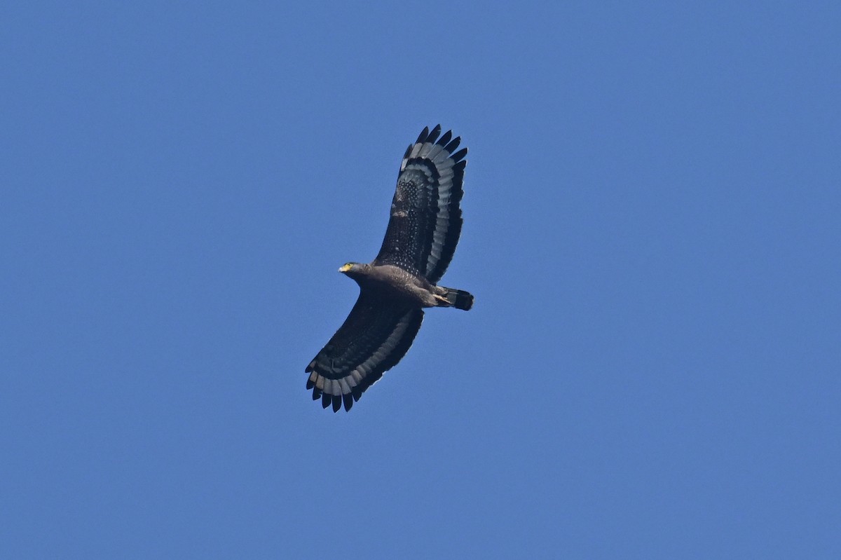 Serpentaire bacha - ML646784132