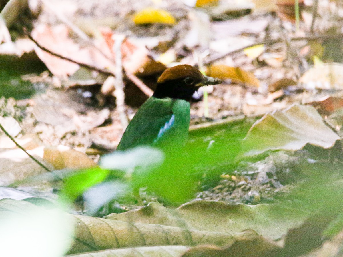 Western Hooded Pitta - ML646784133