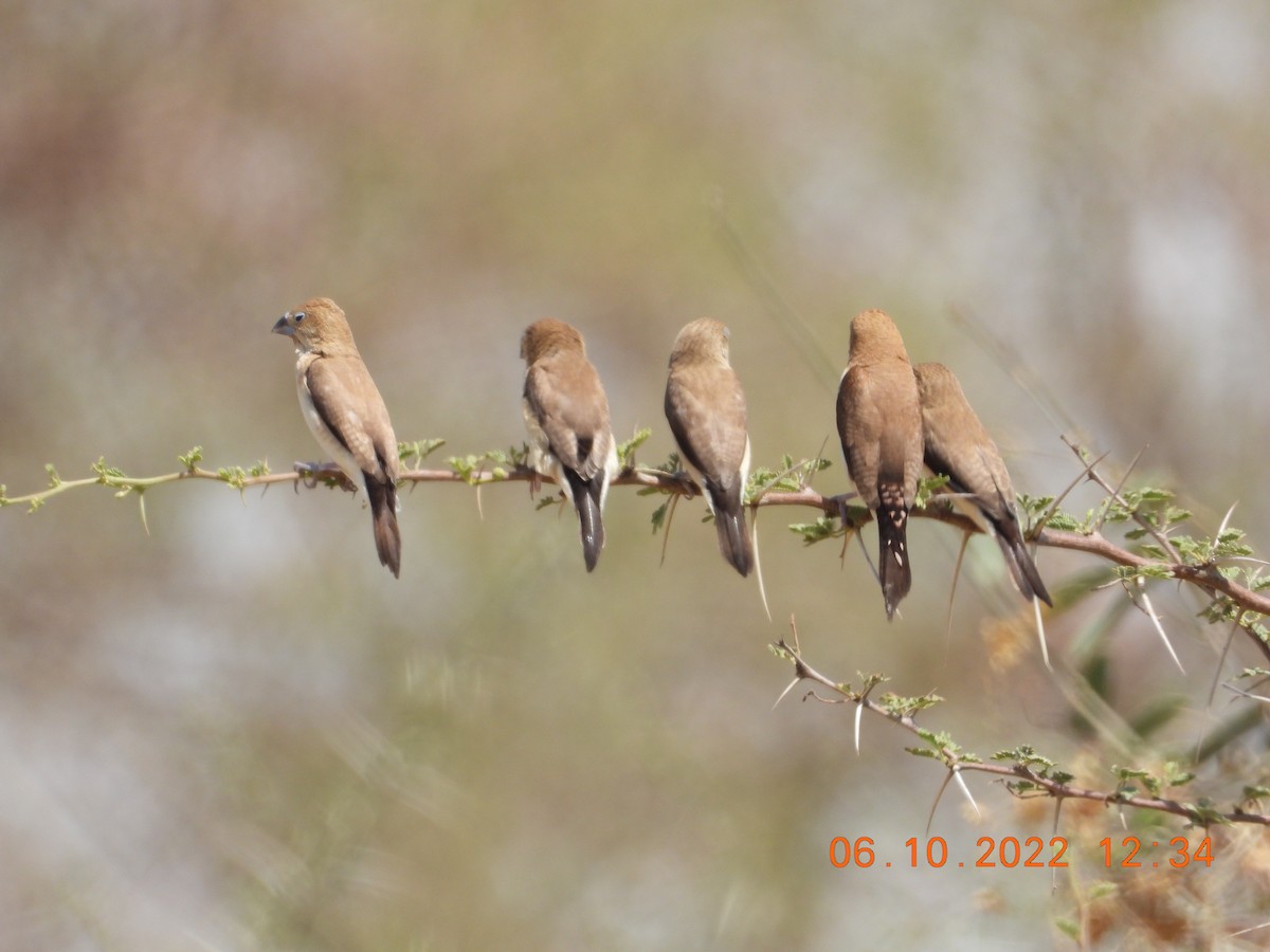 African Silverbill - ML646784134