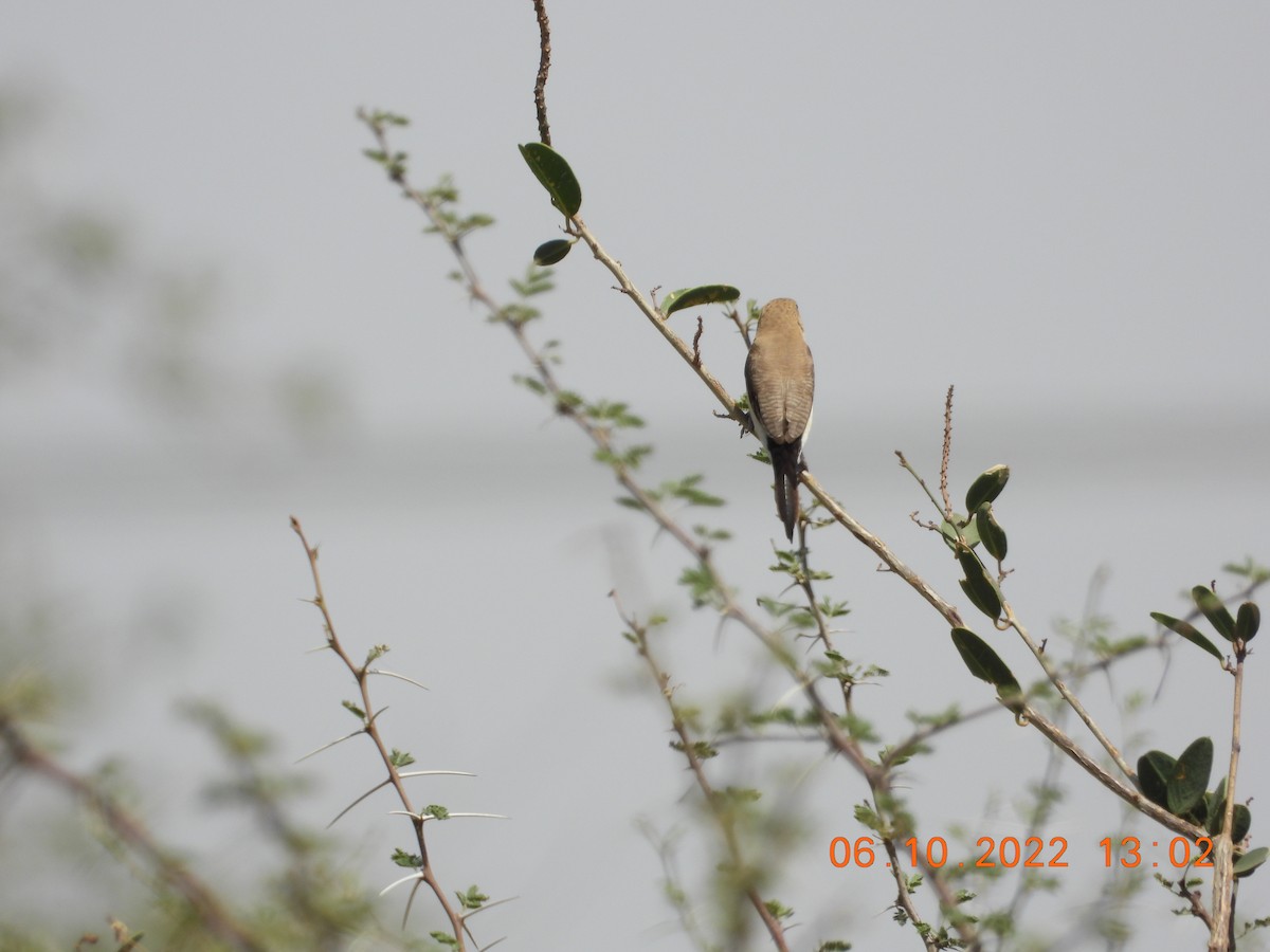 African Silverbill - ML646784135