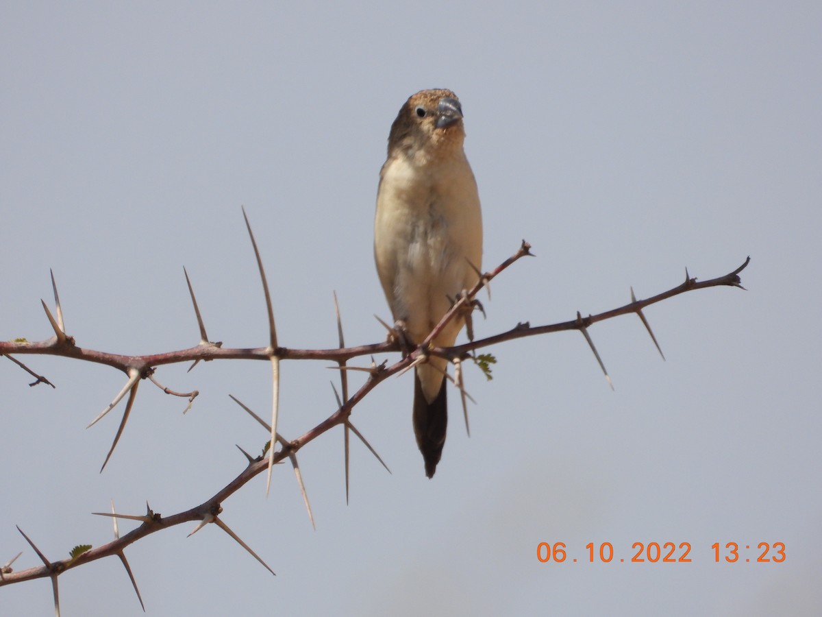 African Silverbill - ML646784136