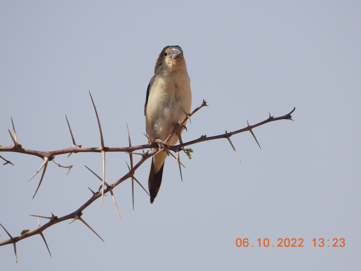 African Silverbill - ML646784137
