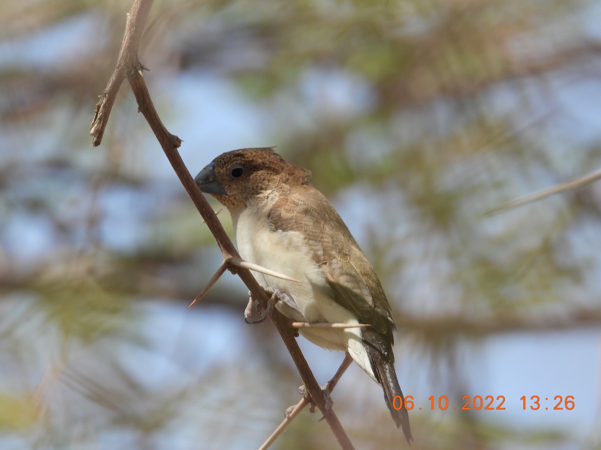 African Silverbill - ML646784138