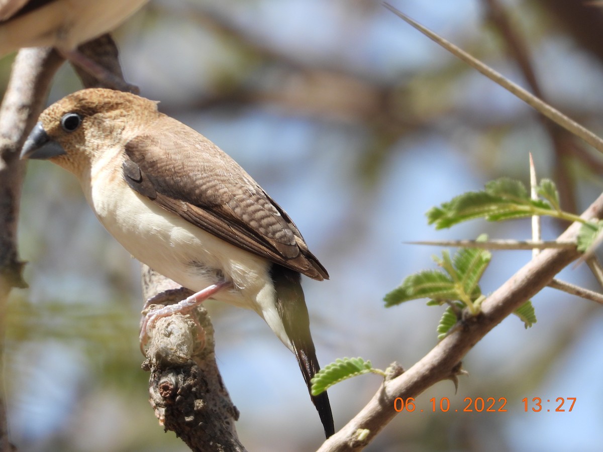 African Silverbill - ML646784139
