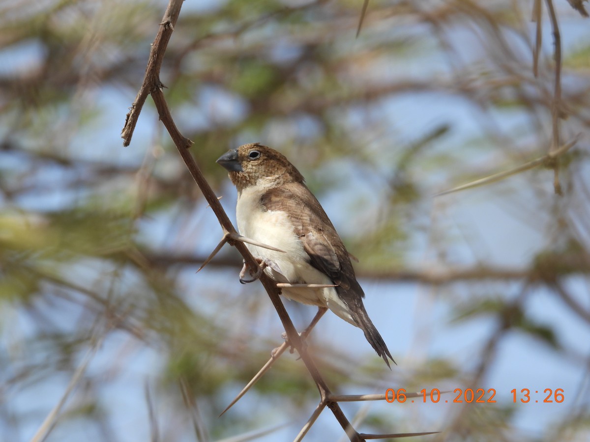 African Silverbill - ML646784140