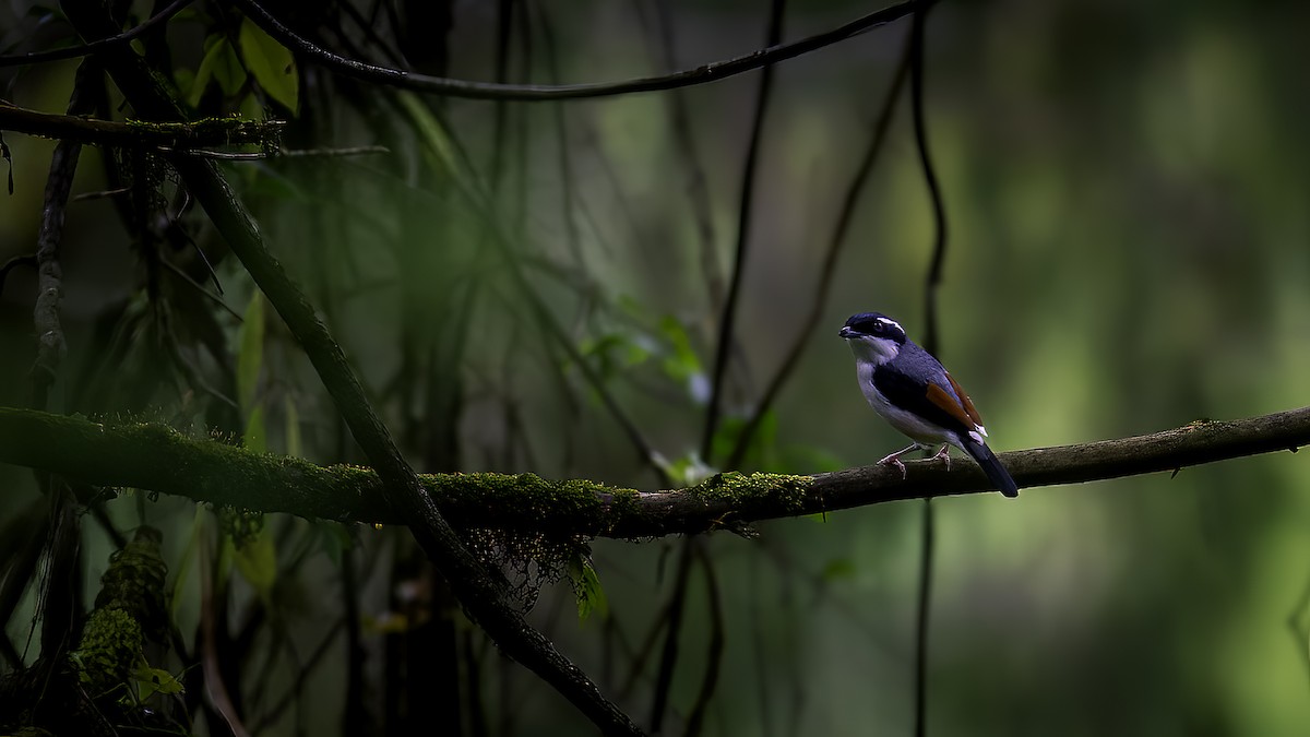 White-browed Shrike-Babbler - ML646784141
