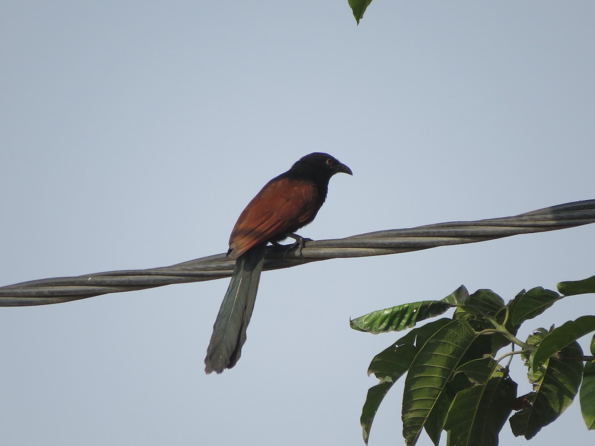 Greater Coucal - ML646784143