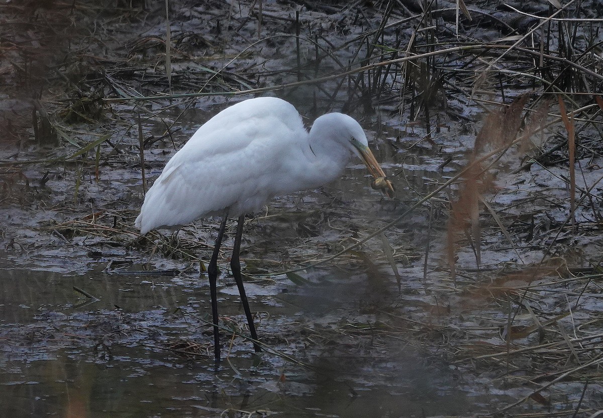 Airone bianco maggiore - ML646784144