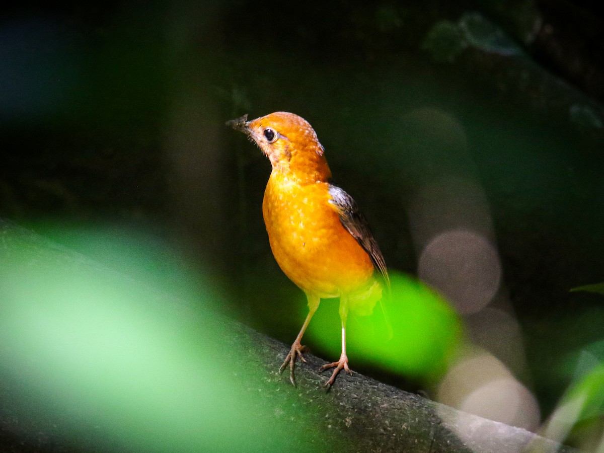 Orange-headed Thrush - ML646784145