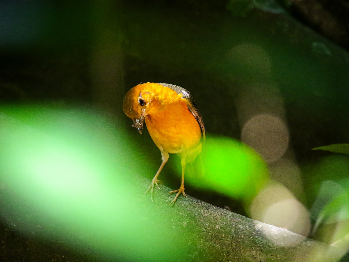 Orange-headed Thrush - ML646784146