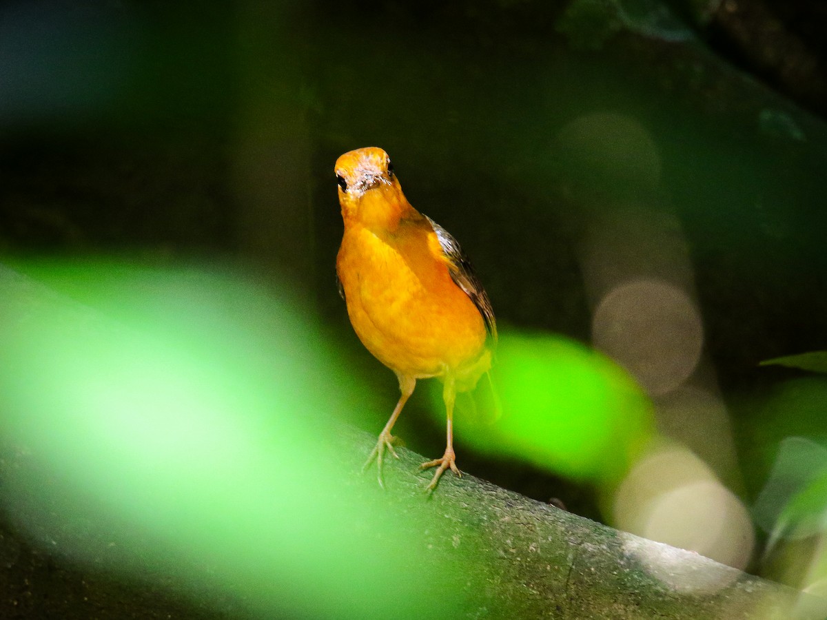 Orange-headed Thrush - ML646784147