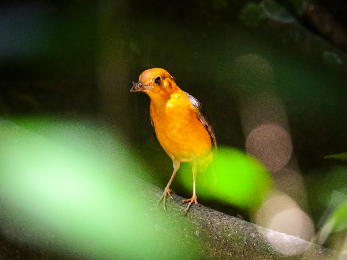 Orange-headed Thrush - ML646784148
